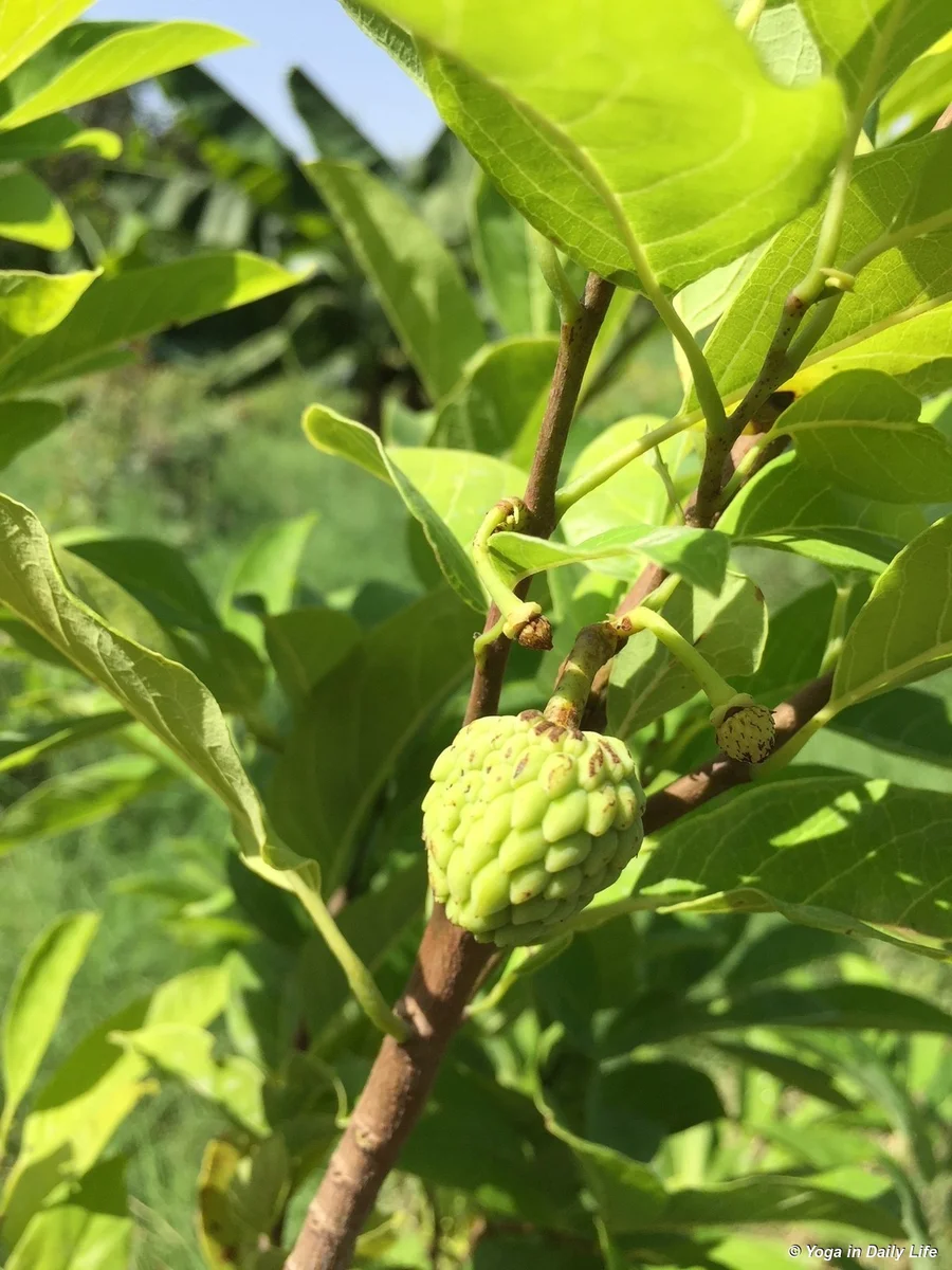 Young custard apple tree fruiting